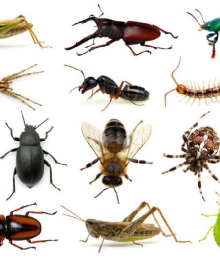 Lotta zanzare e altri insetti